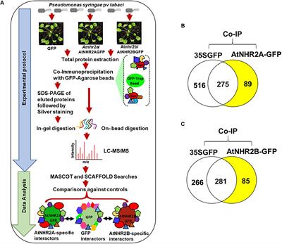The Arabidopsis Proteins AtNHR2A and AtNHR2B Are Multi-Functional Proteins Integrating Plant Immunity With Other Biological Processes